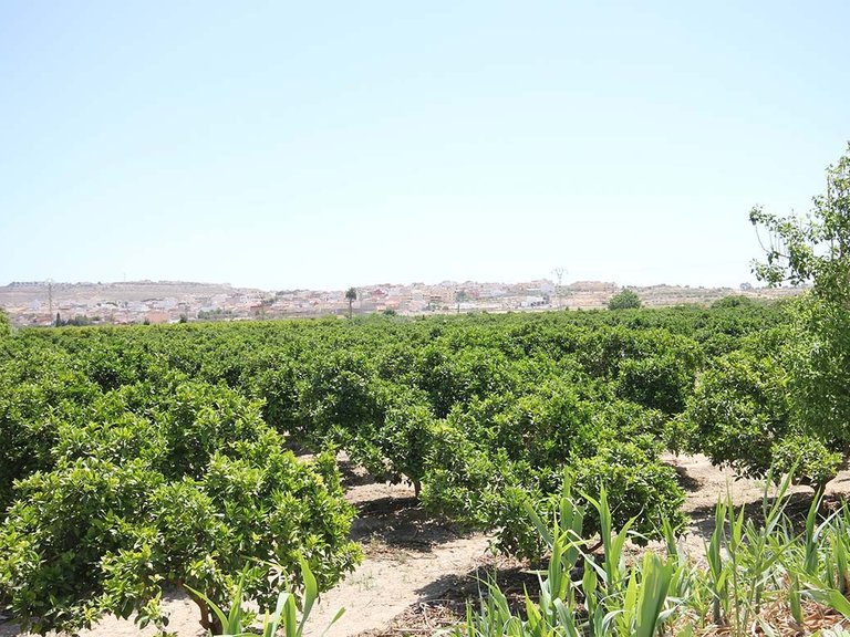 Apartment for Sale in Benijofar, Alicante 17