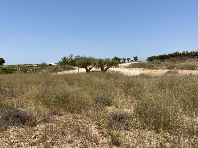 Villa for Sale in Camino Del Prado, Pinoso, Alicante 11