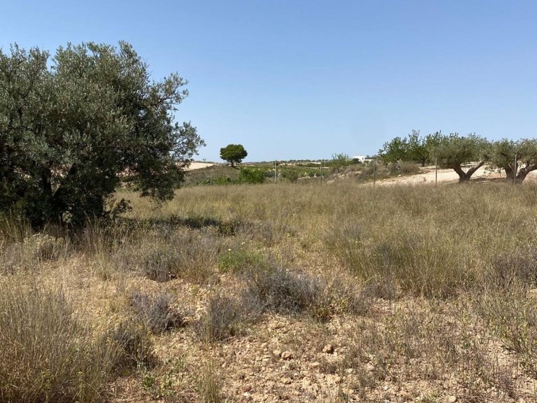 Villa for Sale in Camino Del Prado, Pinoso, Alicante 12