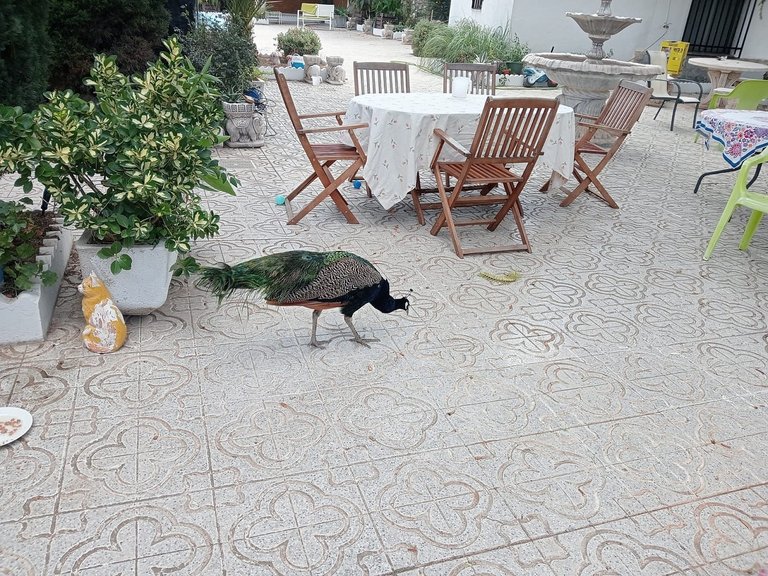 Villa for Sale in Sax, Alicante 15