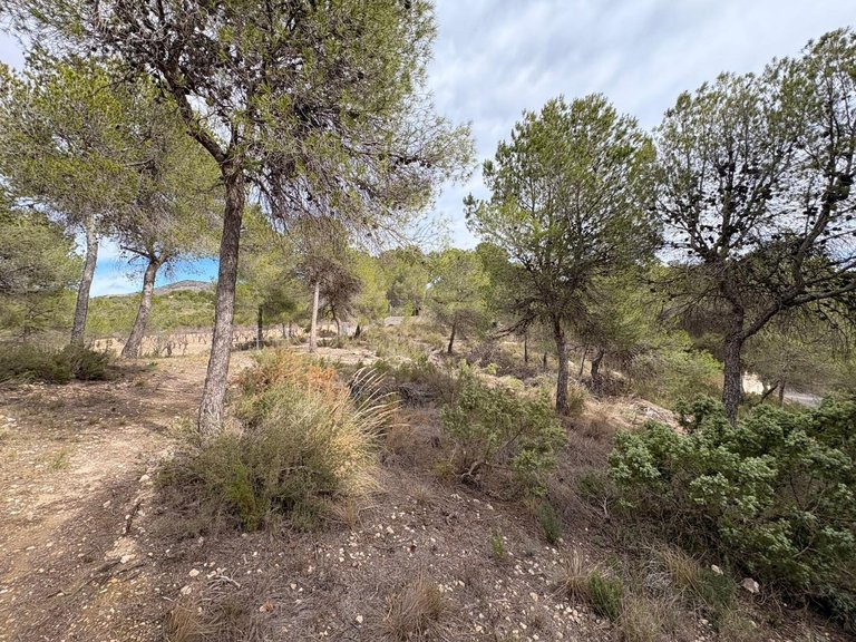 Villa for Sale in Sax, Alicante 37