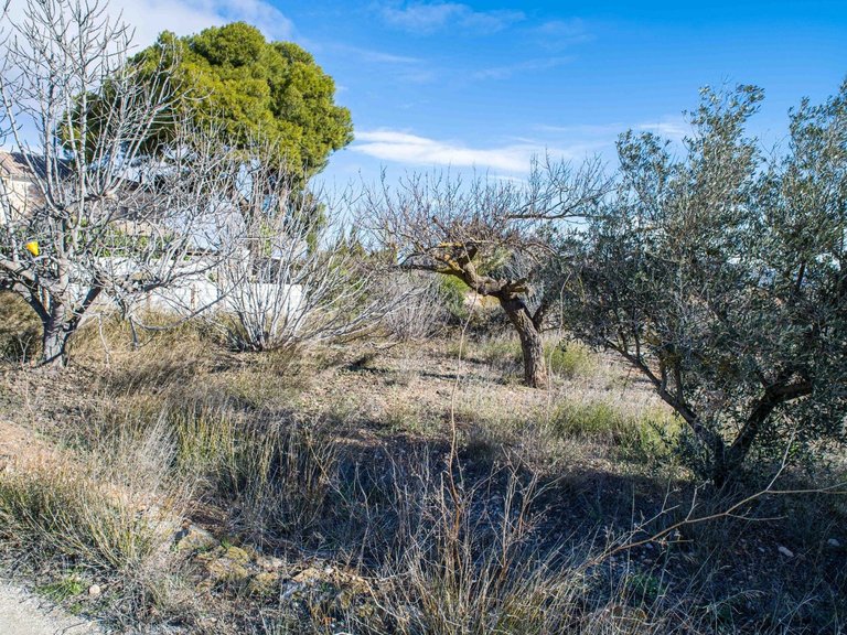 Country House for Sale in Pinoso, Alicante 6