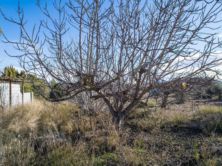 Country House for Sale in Pinoso, Alicante 15