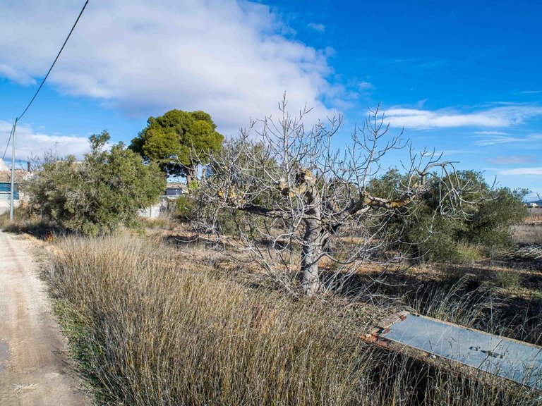 Country House for Sale in Pinoso, Alicante 18