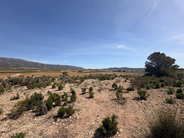 Plot for Sale in Pinoso, Alicante 1
