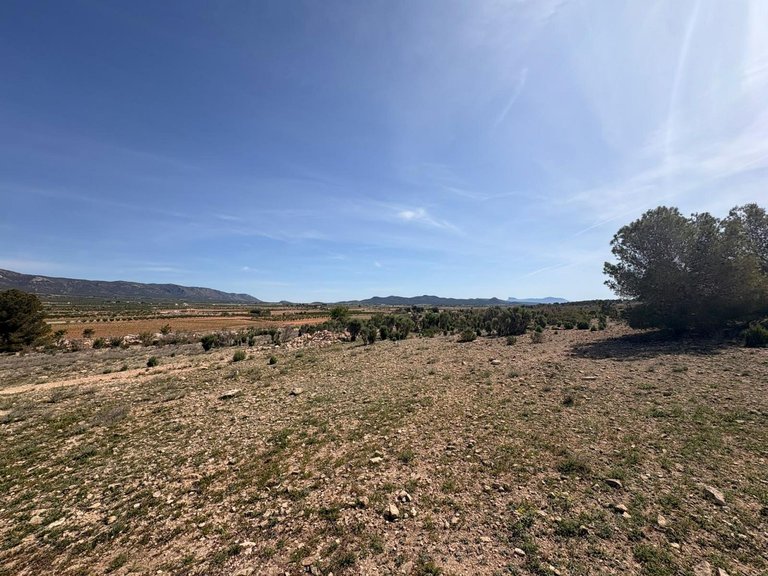 Plot for Sale in Pinoso, Alicante 5