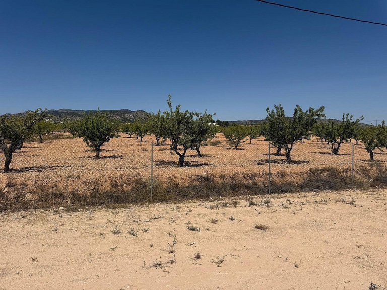 Villa for Sale in Pinoso, Alicante 5