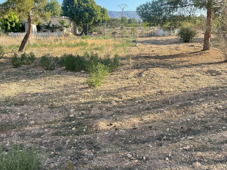Plot for Sale in Pinoso, Alicante 12