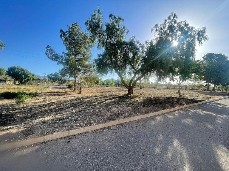 Plot for Sale in Pinoso, Alicante 6