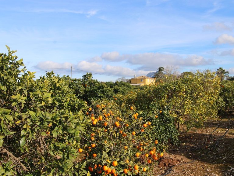 Villa for Sale in Inland Ondara, Alicante 1