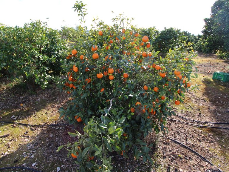 Villa for Sale in Inland Ondara, Alicante 20