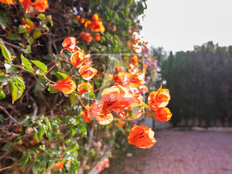 Villa for Sale in Calpe, Alicante 23