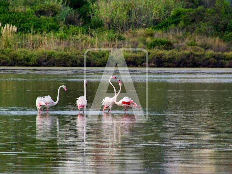 Villa for Sale in Calpe, Alicante 13