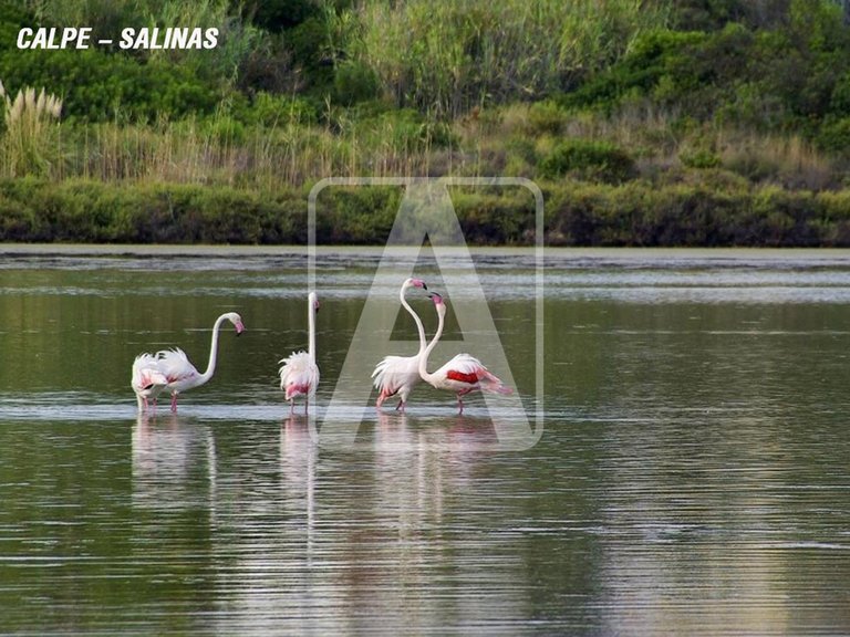 Villa for Sale in Calpe, Alicante 14