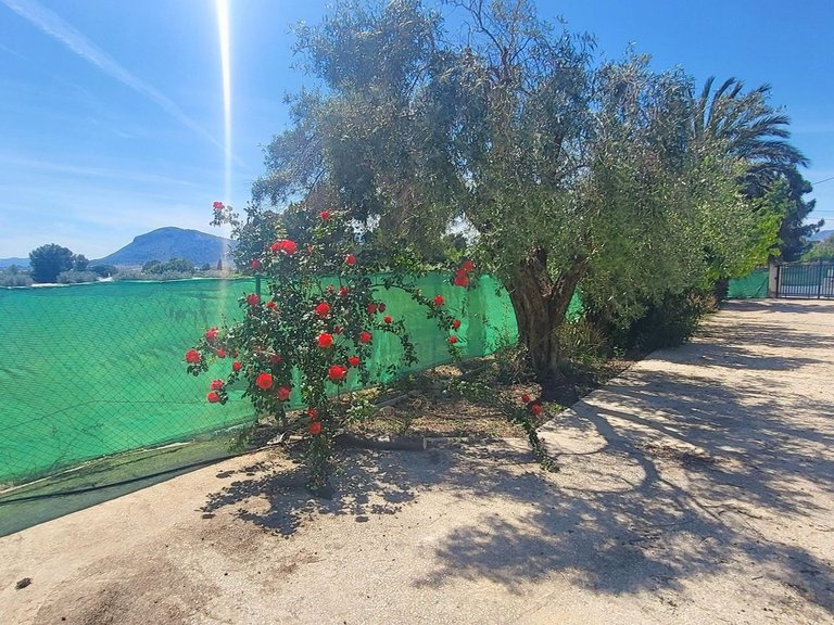 Villa for Sale in La Romana, Alicante 34