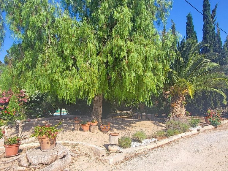 Villa for Sale in Novelda, Alicante 18