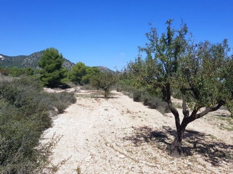 Plot for Sale in Monovar, Alicante 3