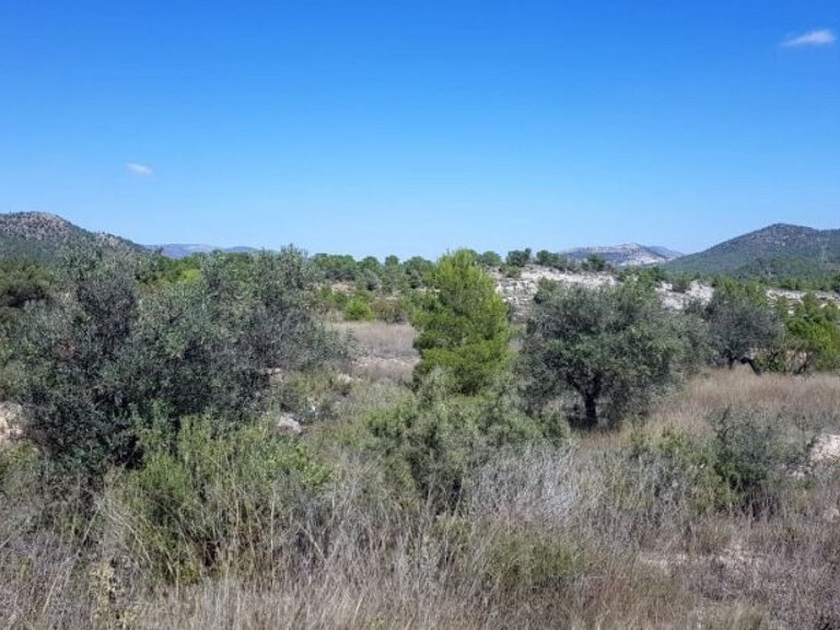 Plot for Sale in Monovar, Alicante 4