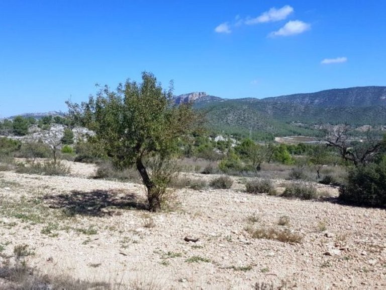 Plot for Sale in Monovar, Alicante 2