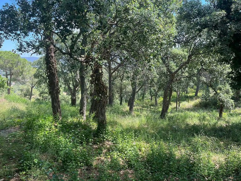 Plot for Sale in Calonge, Gerona 2