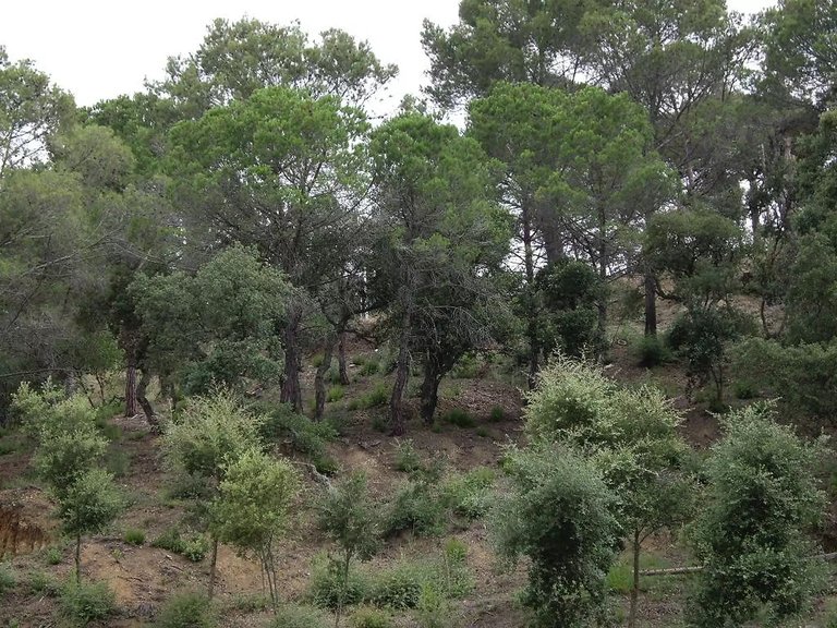 Plot for Sale in Calonge, Gerona 1