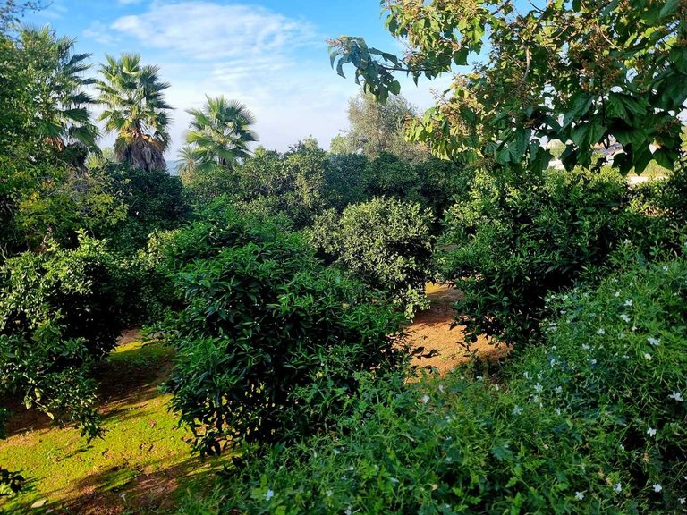 Country House for Sale in Inland, Canals, Valencia 36