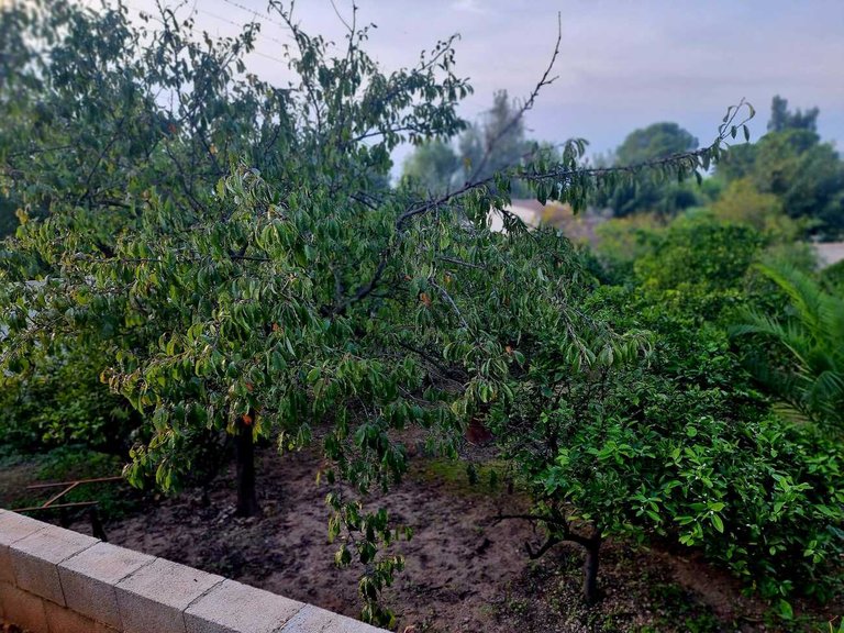 Country House for Sale in Inland, Canals, Valencia 37