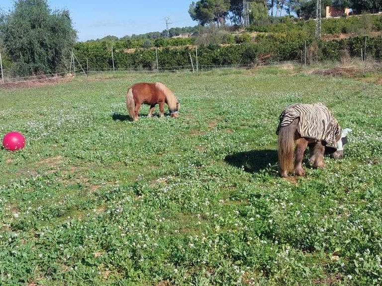 Country House for Sale in Llocnou den Fennolet, Xativa, Valencia 46