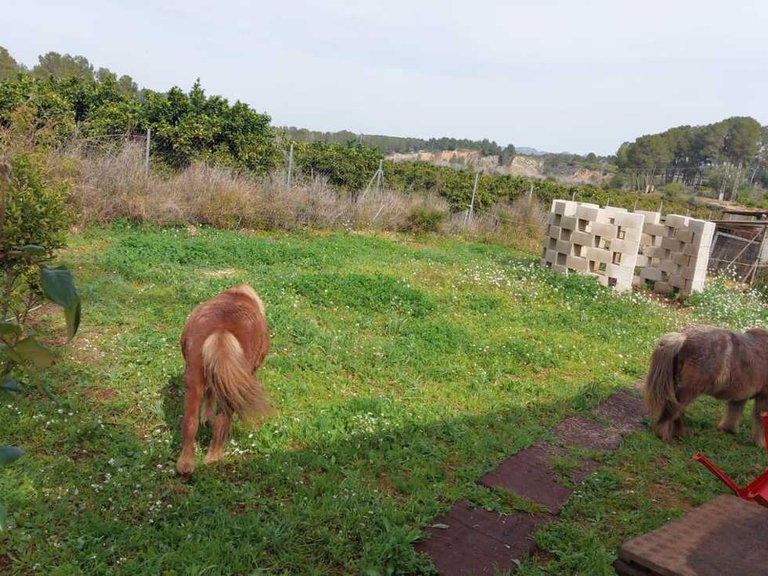 Country House for Sale in Llocnou den Fennolet, Xativa, Valencia 49