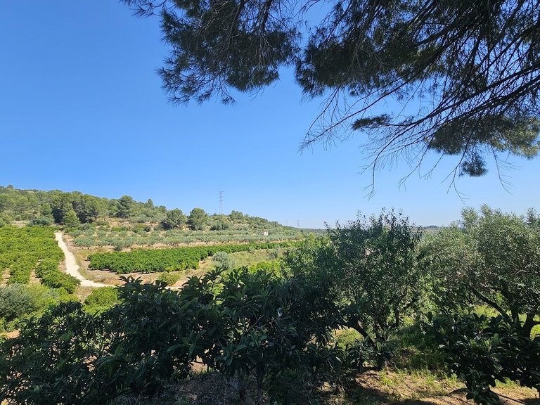 Country House for Sale in Inland, Canals, Valencia 49