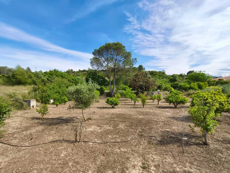 Country House for Sale in Barxeta, Xativa, Valencia 37