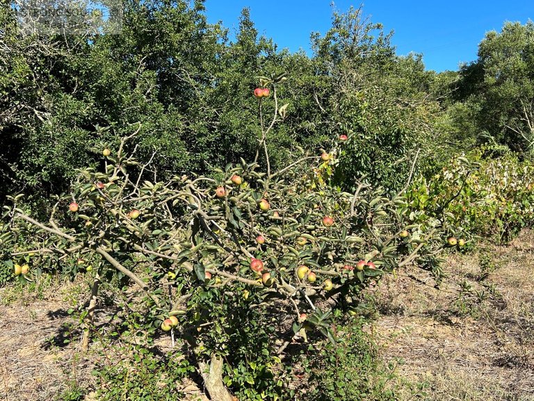 Plot for Sale in Serra da Azoia, Castelo (sesimbra), Sesimbra 8