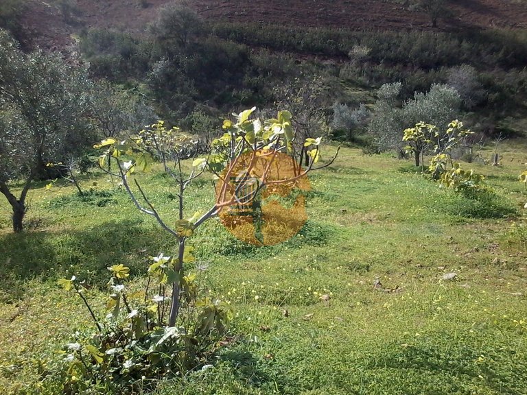 Plot for Sale in Odeleite, Castro Marim, Portugal 9