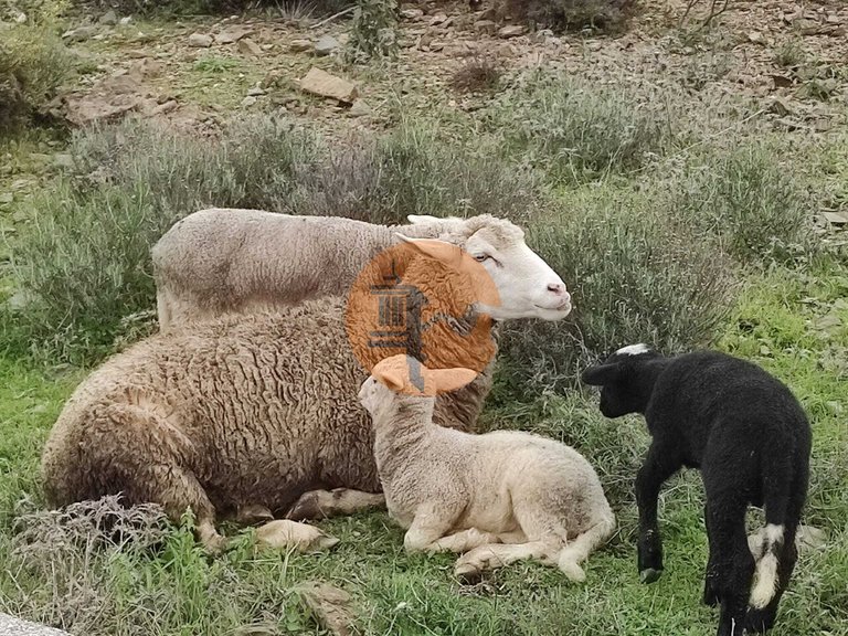 Plot for Sale in Castro Marim, Castro Marim, Portugal 13