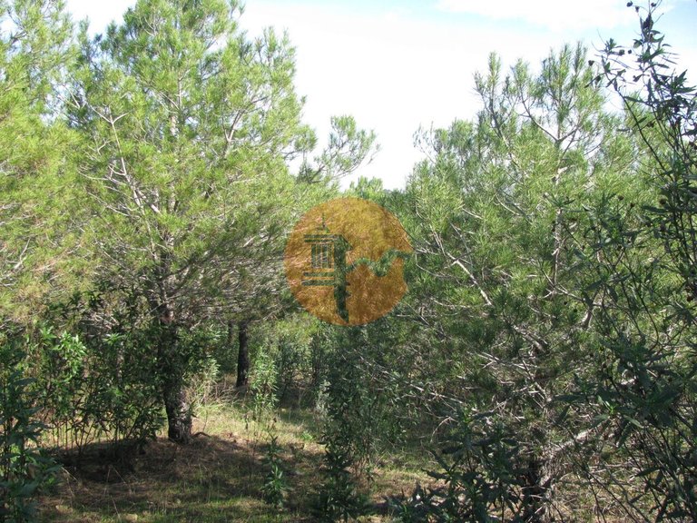Plot for Sale in Azinhal, Castro Marim, Portugal 18