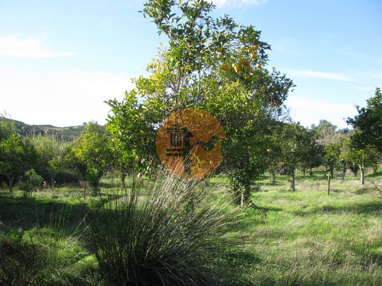 Plot for Sale in Azinhal, Castro Marim, Portugal 4