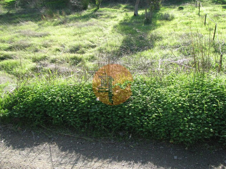 Plot for Sale in Azinhal, Castro Marim, Portugal 16