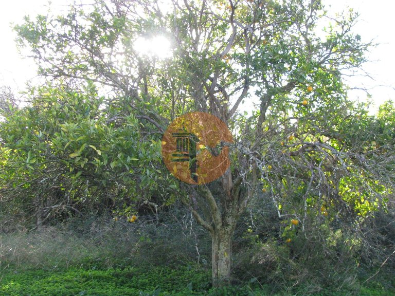 Plot for Sale in Azinhal, Castro Marim, Portugal 20