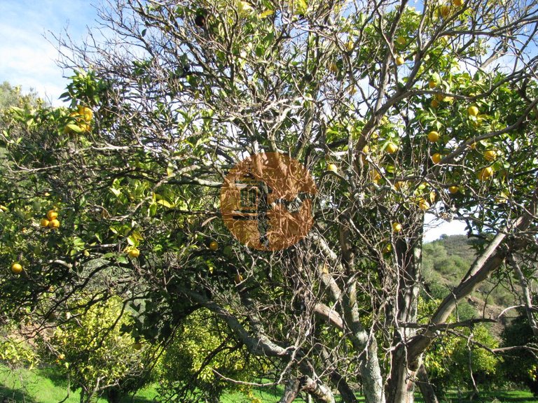 Plot for Sale in Azinhal, Castro Marim, Portugal 23