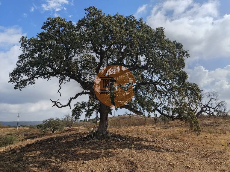 Plot for Sale in Azinhal, Castro Marim, Portugal 8