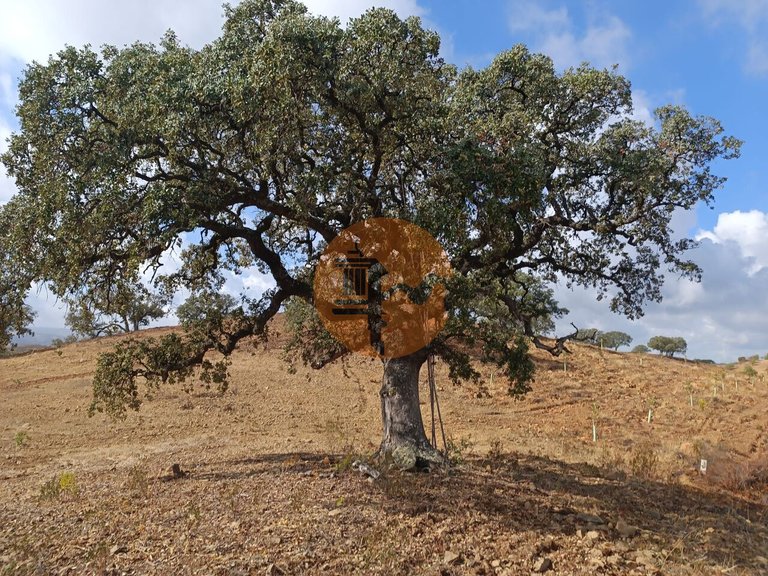 Plot for Sale in Azinhal, Castro Marim, Portugal 16