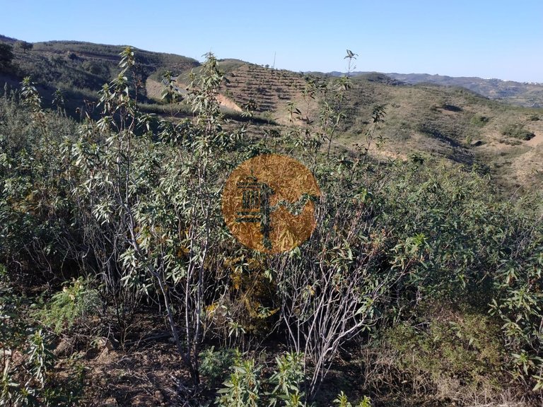 Plot for Sale in Azinhal, Castro Marim, Portugal 15