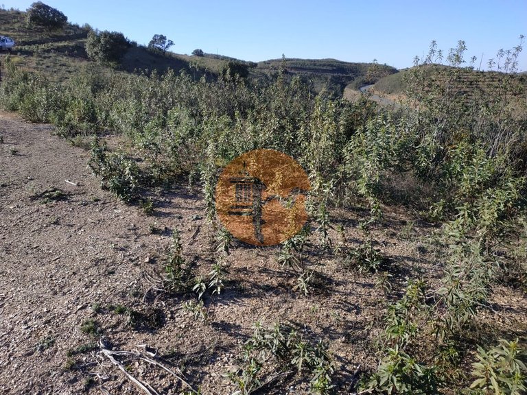 Plot for Sale in Azinhal, Castro Marim, Portugal 17