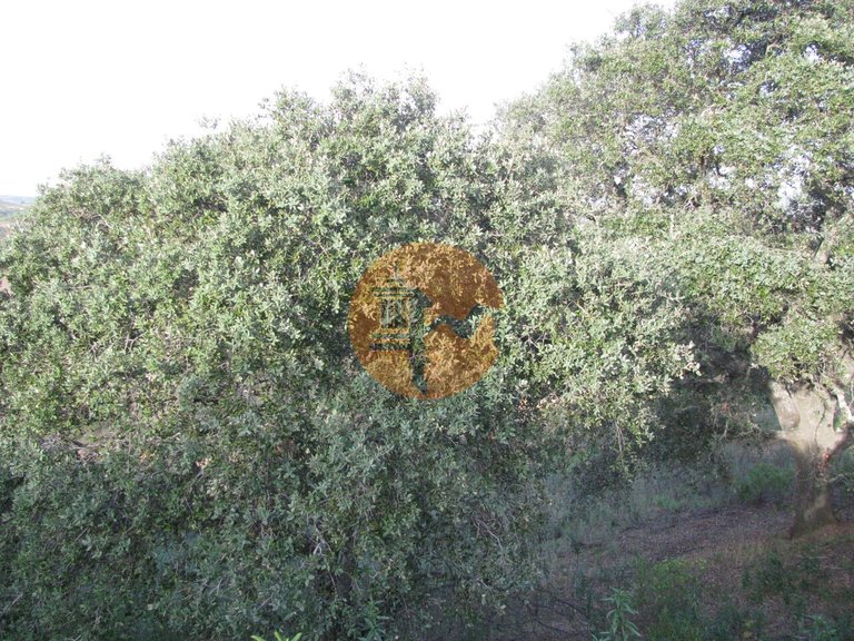 Plot for Sale in Azinhal, Castro Marim, Portugal 34