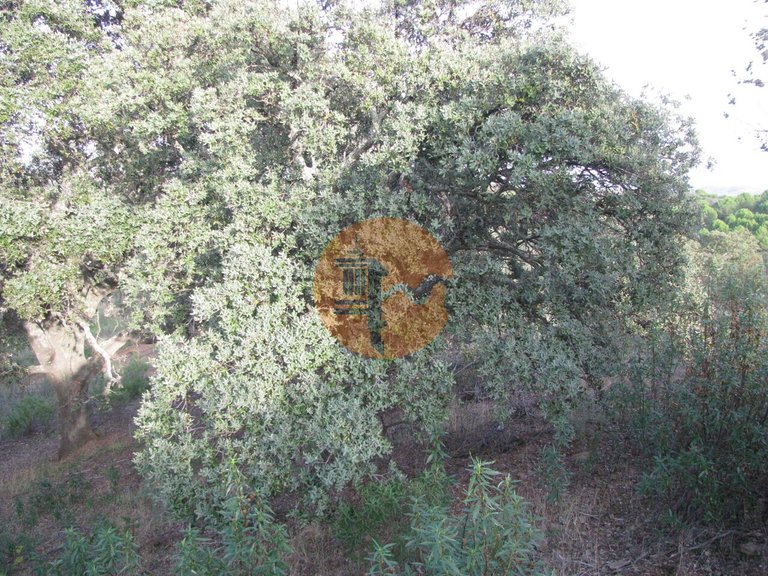 Plot for Sale in Azinhal, Castro Marim, Portugal 36
