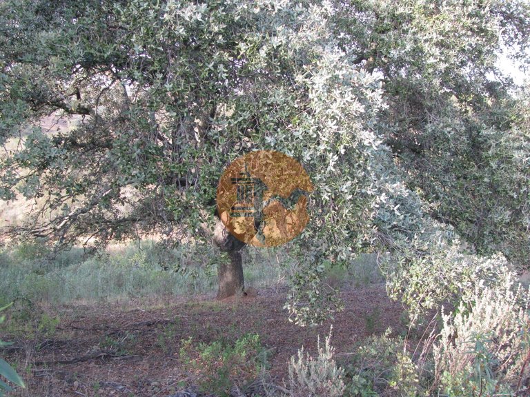 Plot for Sale in Azinhal, Castro Marim, Portugal 40
