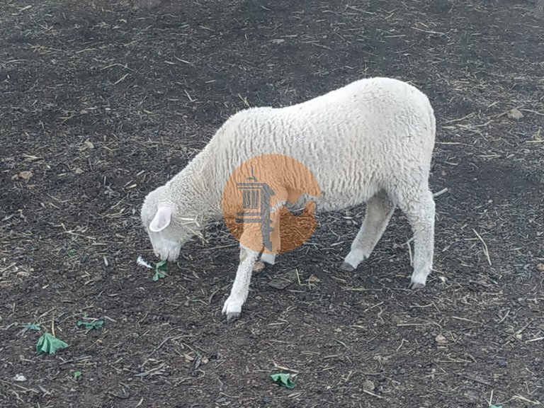 Plot for Sale in Azinhal, Castro Marim, Portugal 11