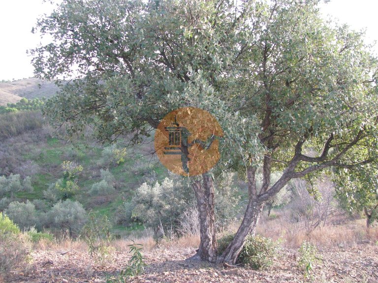 Plot for Sale in Azinhal, Castro Marim, Portugal 4