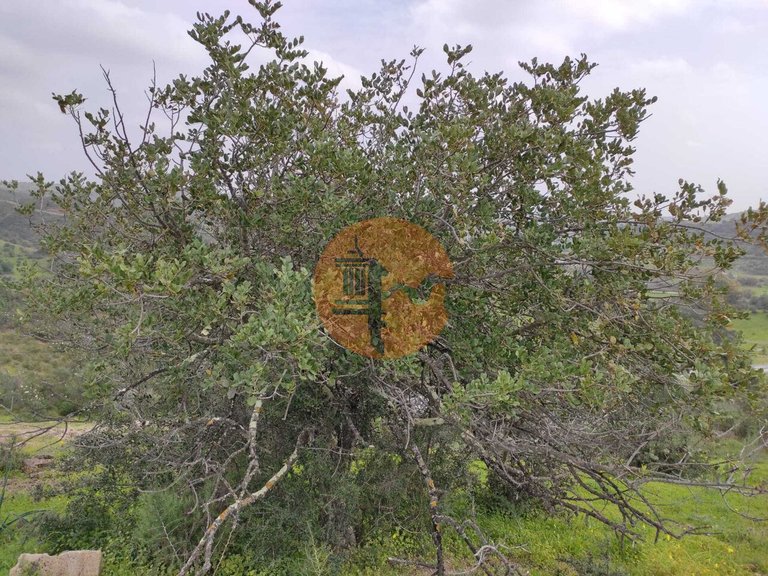 Plot for Sale in Castro Marim, Castro Marim, Portugal 23