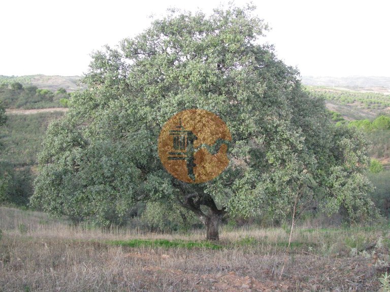 Plot for Sale in Azinhal, Castro Marim, Portugal 21